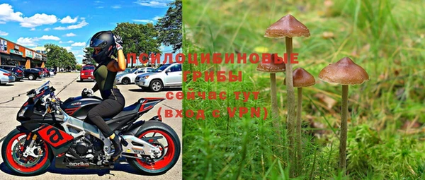 PSILOCYBIN Волосово