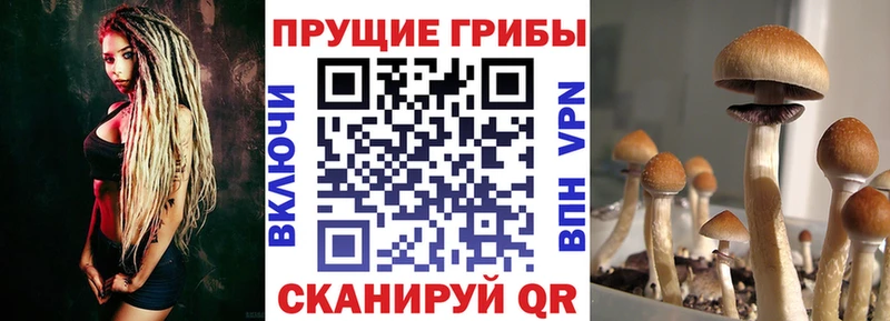 Галлюциногенные грибы Magic Shrooms  даркнет как зайти  Истра 